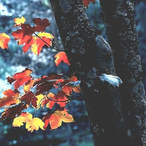 آهنگ جدید  بابایی من گرسنمه بهم غذا بده سوسیس